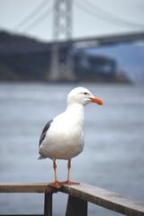 San Francisco Seagull with Bay Bridge in Background