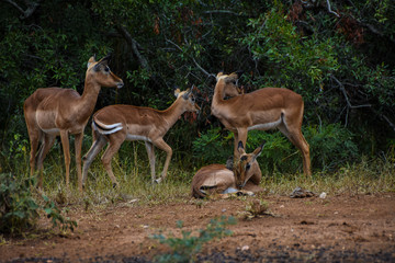 Naklejka na ściany i meble impala in a group 