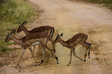 Impala crossing dirt road