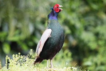 野鳥　キジ