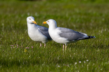 Fototapeta premium seagulls in the green grass