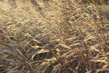 viento