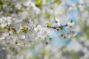 Blooming cherry