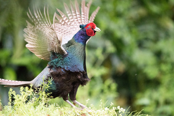 野鳥　キジ