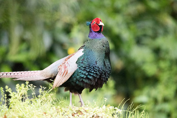 野鳥　キジ