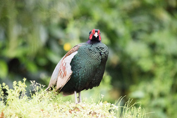 野鳥　キジ
