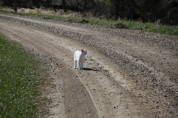 farm cat