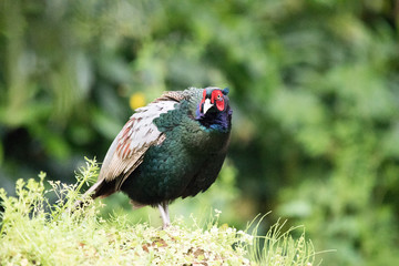 野鳥　キジ