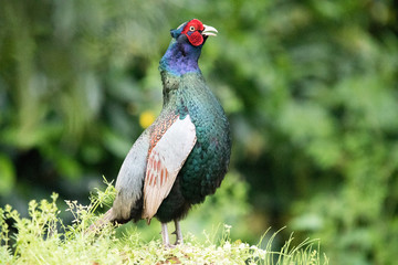 野鳥　キジ