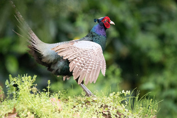 野鳥　キジ