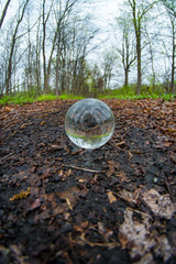 Crystal Ball Woods