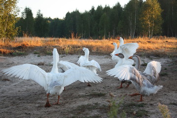 Snow goose spread them wings.