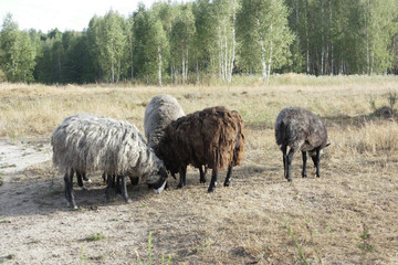 Naklejka na ściany i meble Group of grazing sheep.