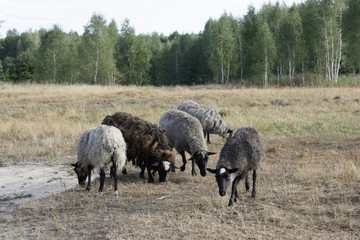 Group of grazing sheep.