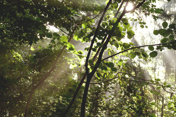 sun shines through the forest canopy