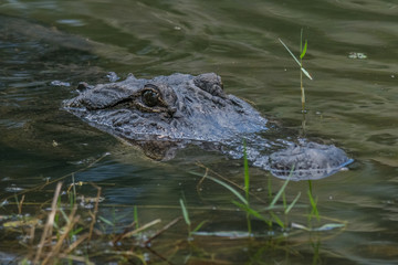 Alligator