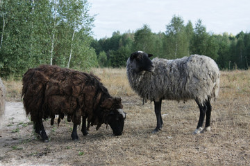 Two grazing sheeps.