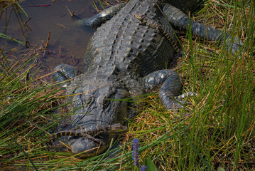 Alligator and her babies