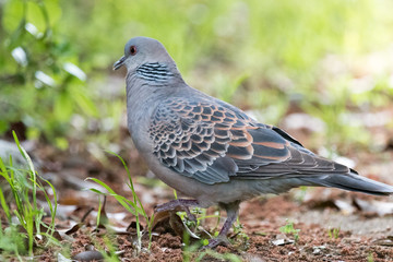 野鳥　キジバト
