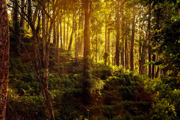 Wild jungle in the highlands.