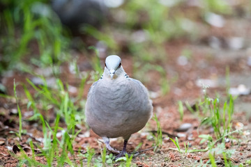 野鳥　キジバト