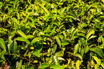 Green tropical leaves background.
