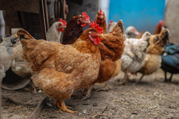 Natural household farm animals. Chicken close up portrait.