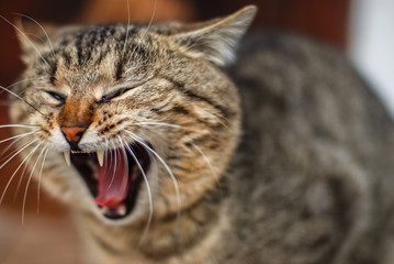 Cute classical domestic striped yard cat close up portrait.