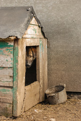 Poor yard dog on the chain in the booth. 