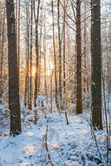 Fototapeta na wymiar Sunset light through trees in winter forest