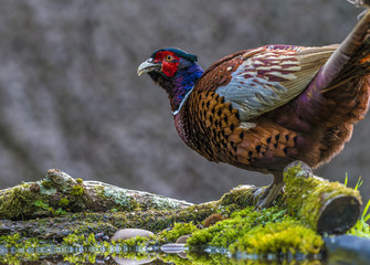 Pheasant by pool