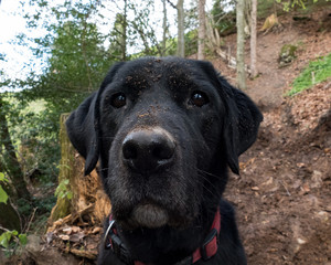 dirty black labrador retriever