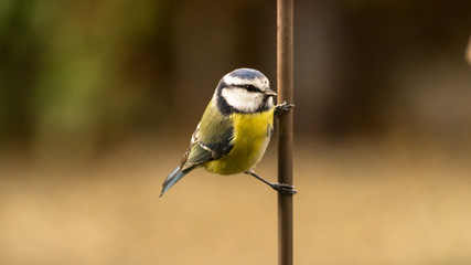 Obraz premium Blaumeise an einer Stange