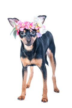 dog, Toy Terrier in a wreath of flowers . isolated