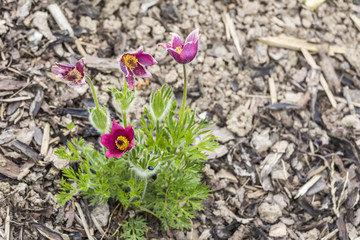 red pasque flower