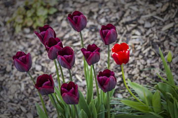 colorful tulips