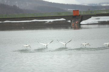 Fototapeta premium 白鳥