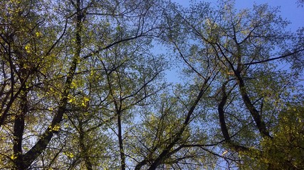  Trees against the blue sky, early spring