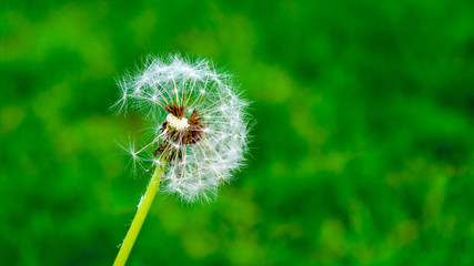 Partially bald dandelion on a green background