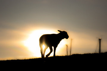 sheeps on a dike in the sunset