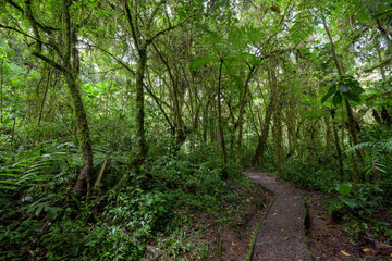 Fototapeta na wymiar Stone path in rainforest Monteverde Costa Rica