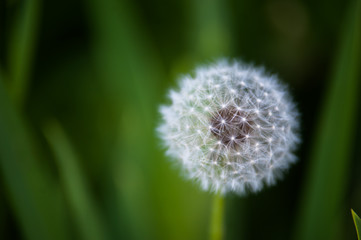 Fototapeta premium dandelion in a green grass 
