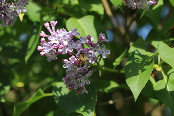 bee