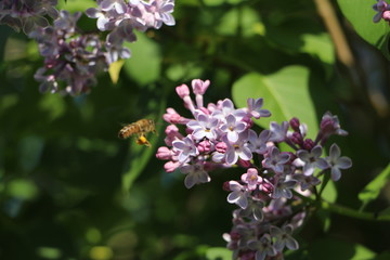 bee