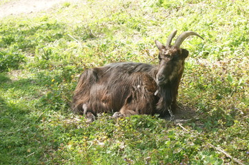 Naklejka na ściany i meble Black goat on green grass. Goat with horns