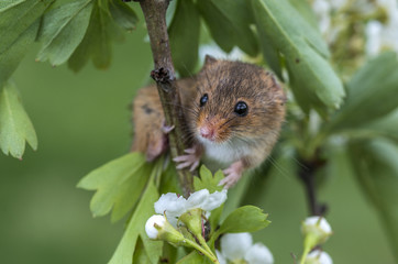 Harvest mouse on hawthorn branch