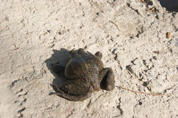 Frog on a gray background. The Great River Toad