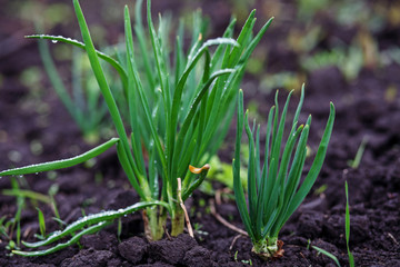 Green onions grow in the garden. The concept of plants and food.