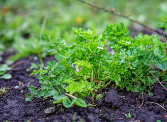 Parsley growing in the ground.
