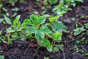 Strawberry seedlings growing in the garden.
